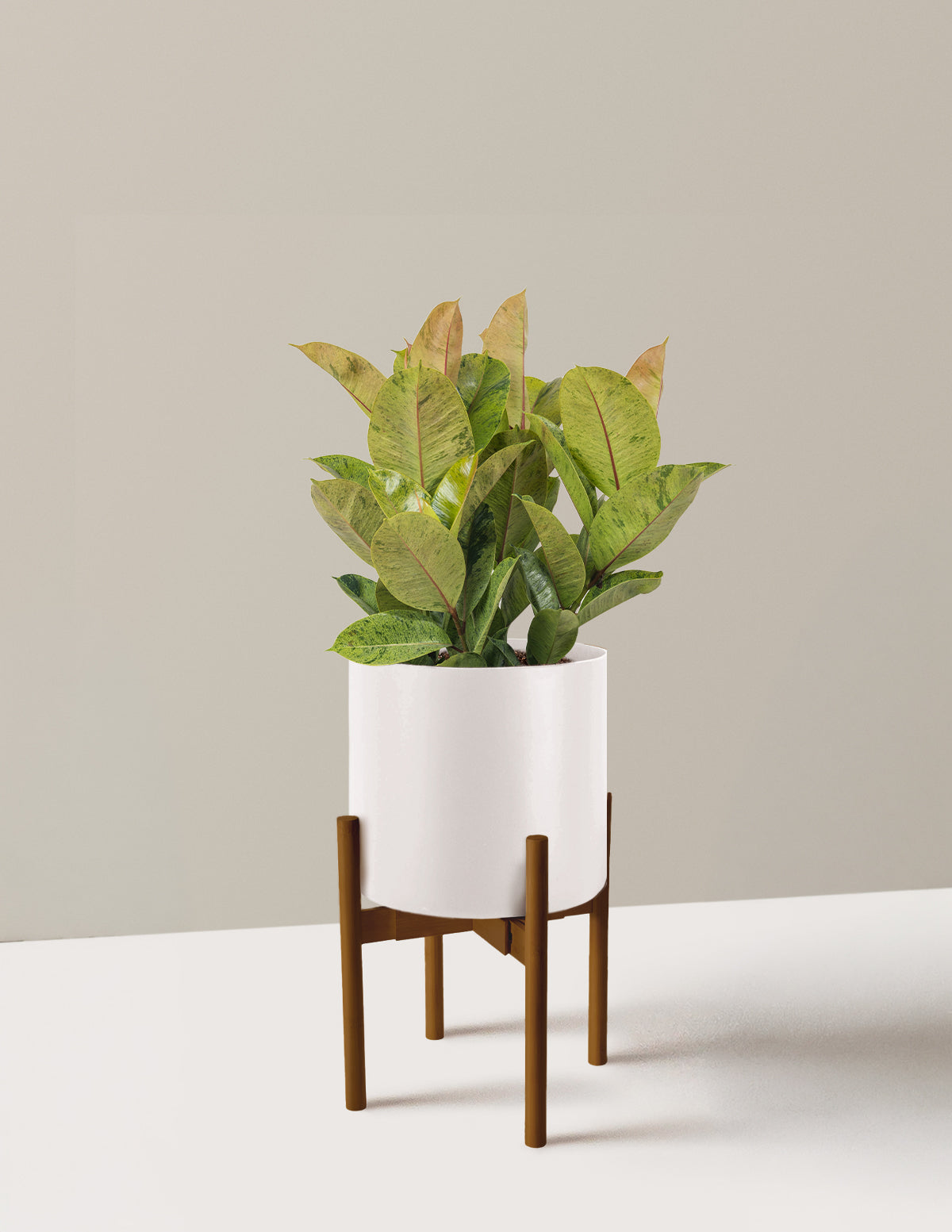 Ficus Shivereana