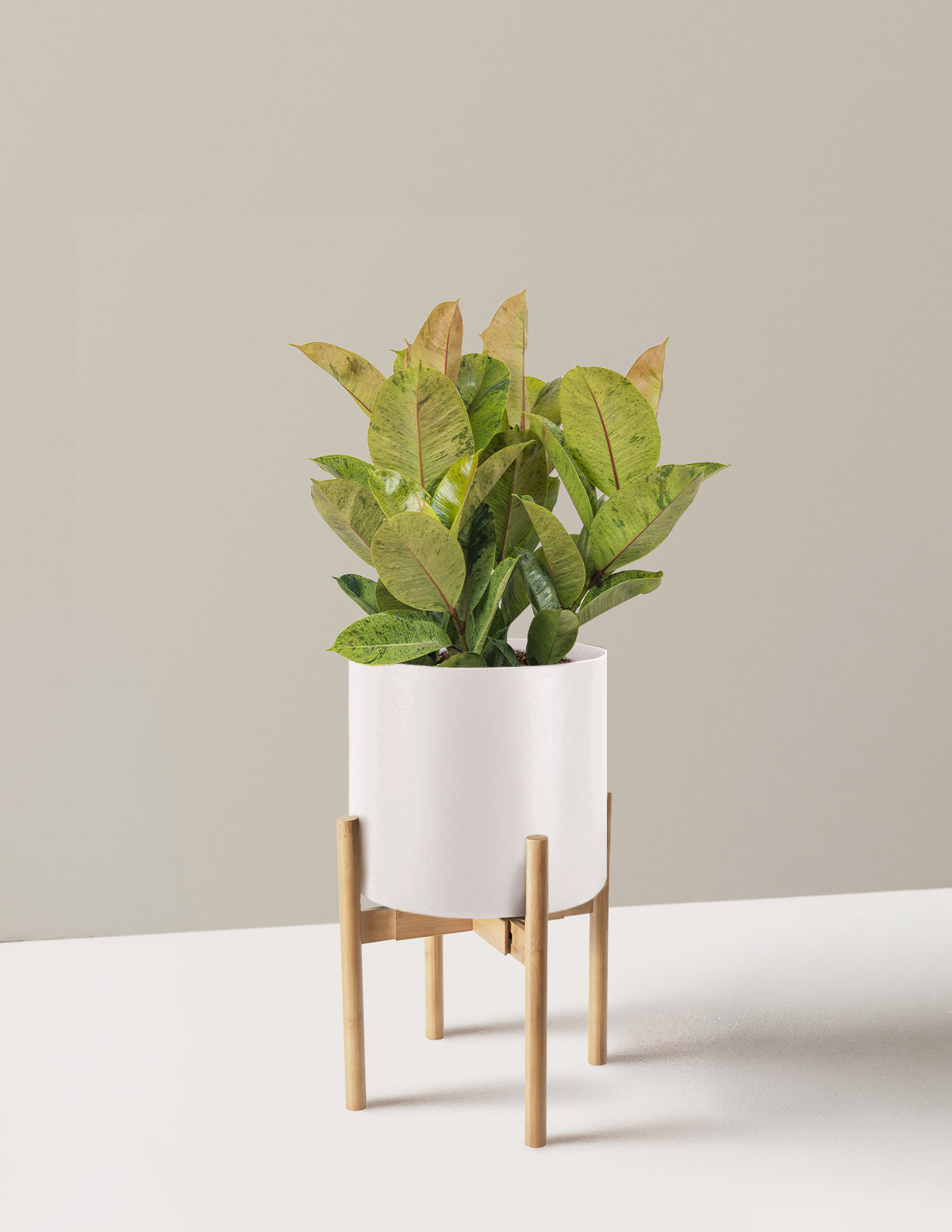 Ficus Shivereana