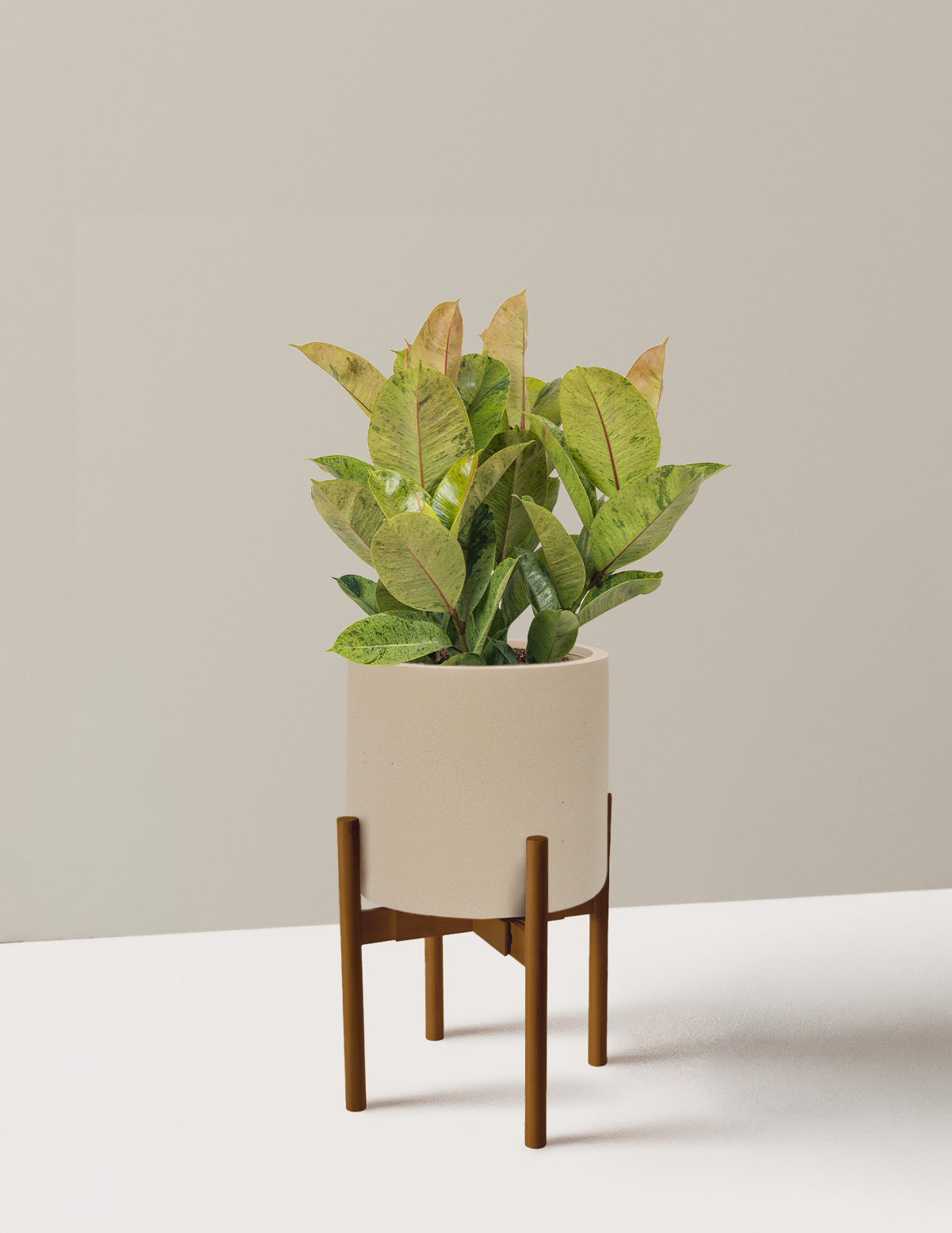 Ficus Shivereana