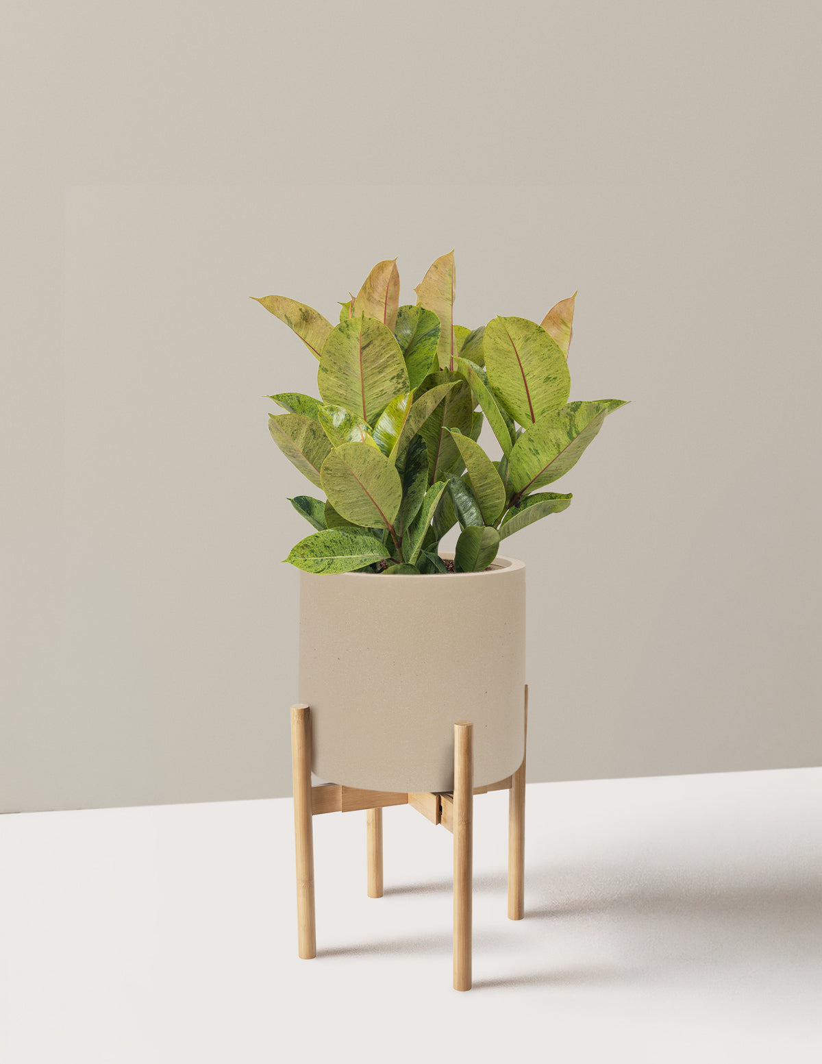 Ficus Shivereana