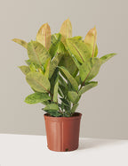 Ficus Shivereana