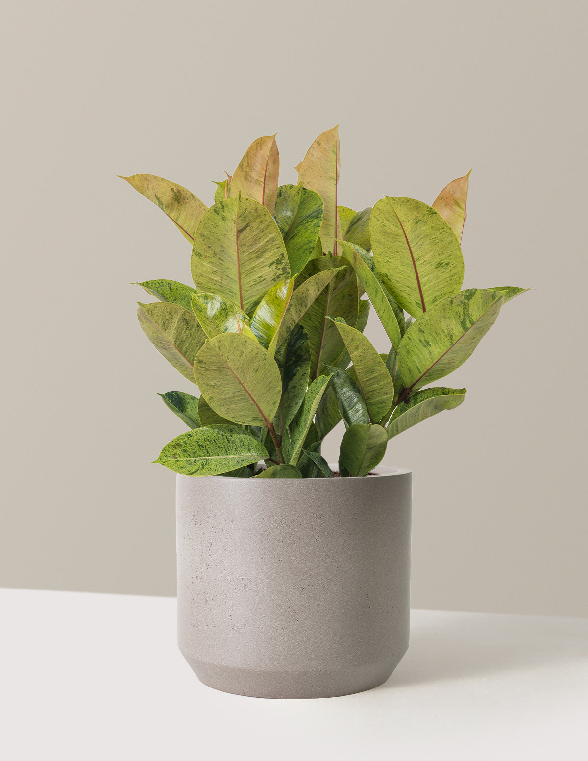 Ficus Shivereana