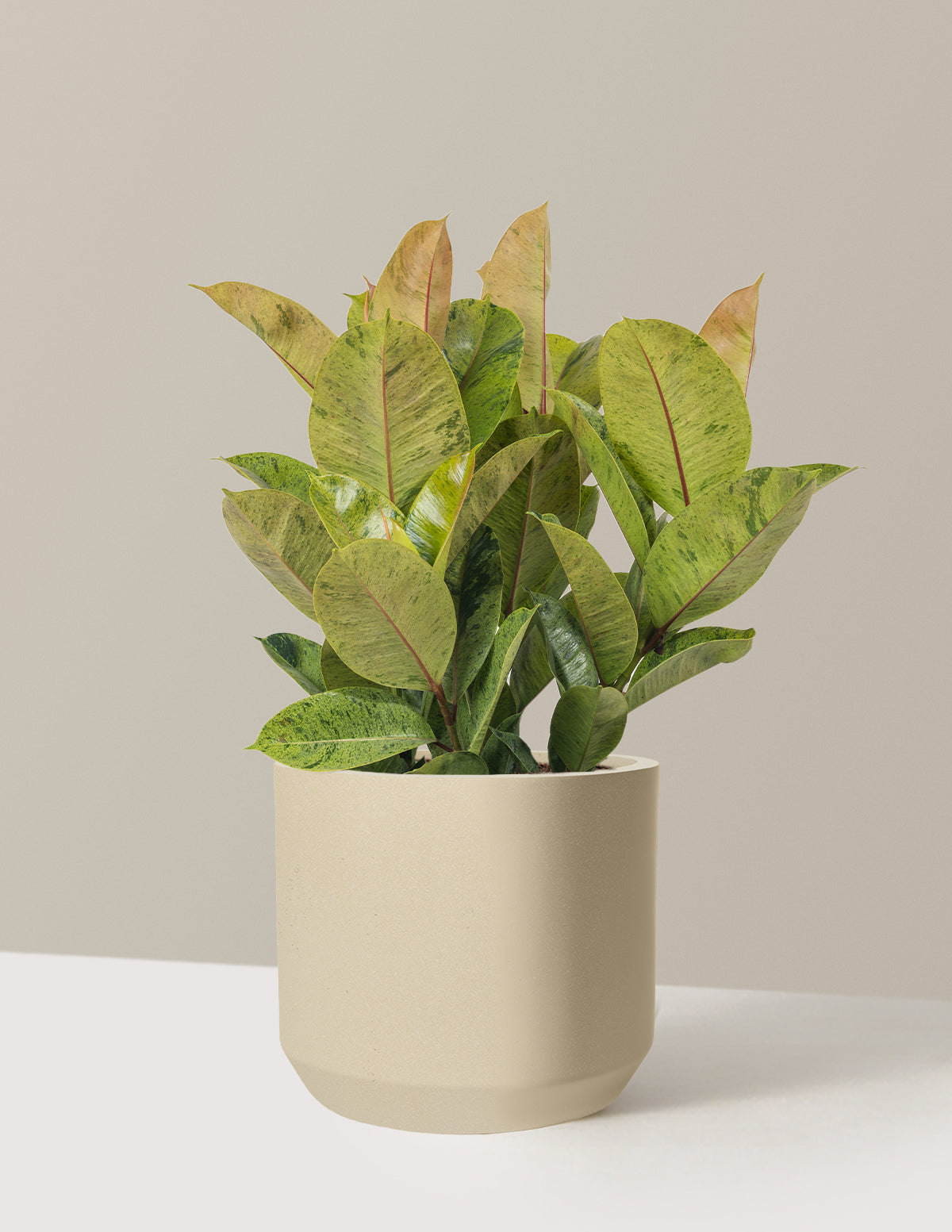 Ficus Shivereana