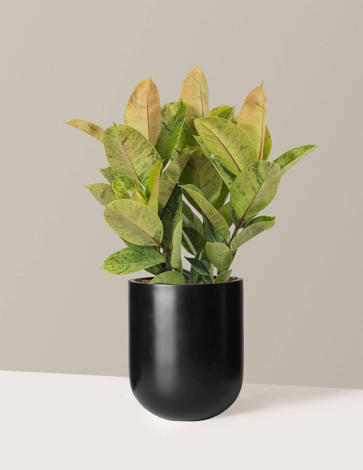 Ficus Shivereana