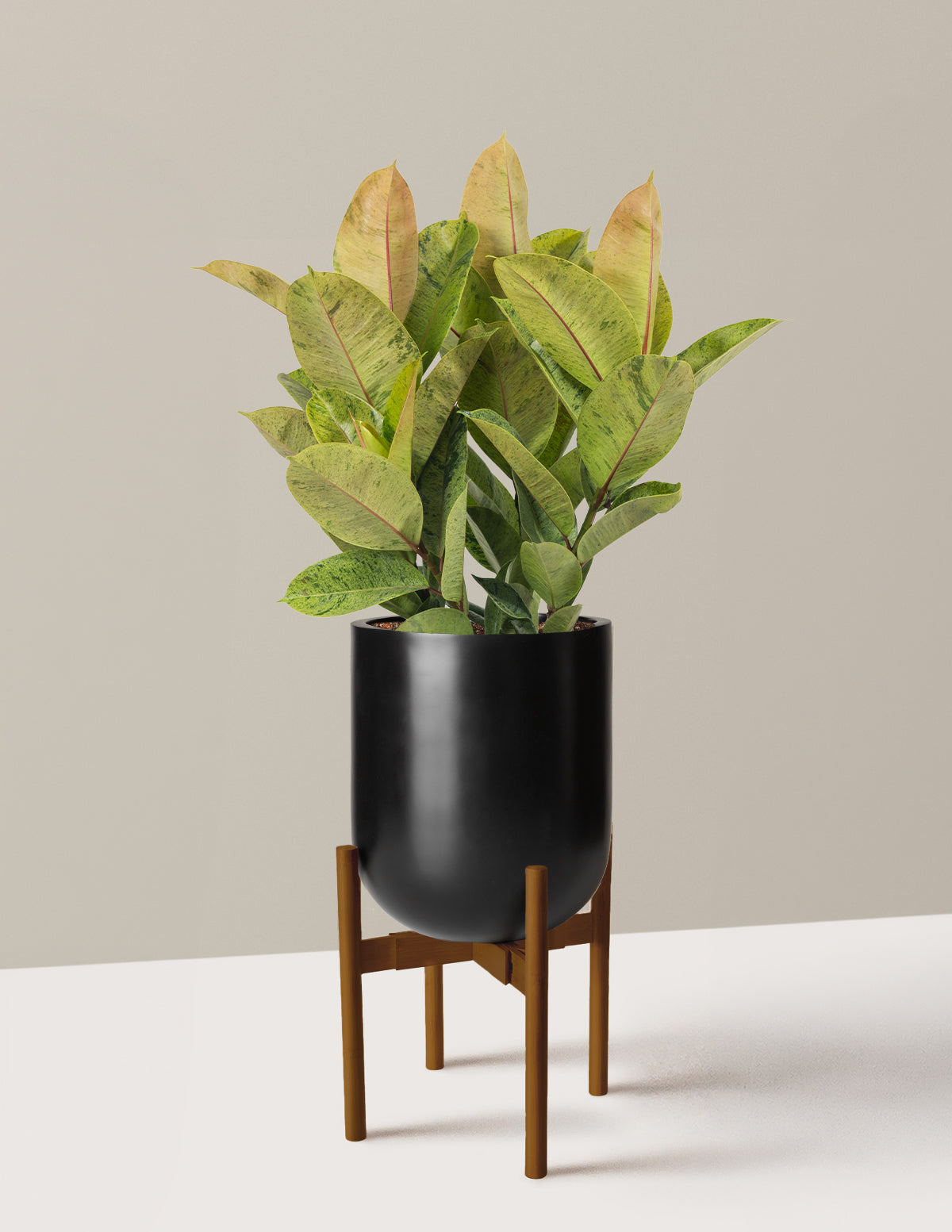 Ficus Shivereana