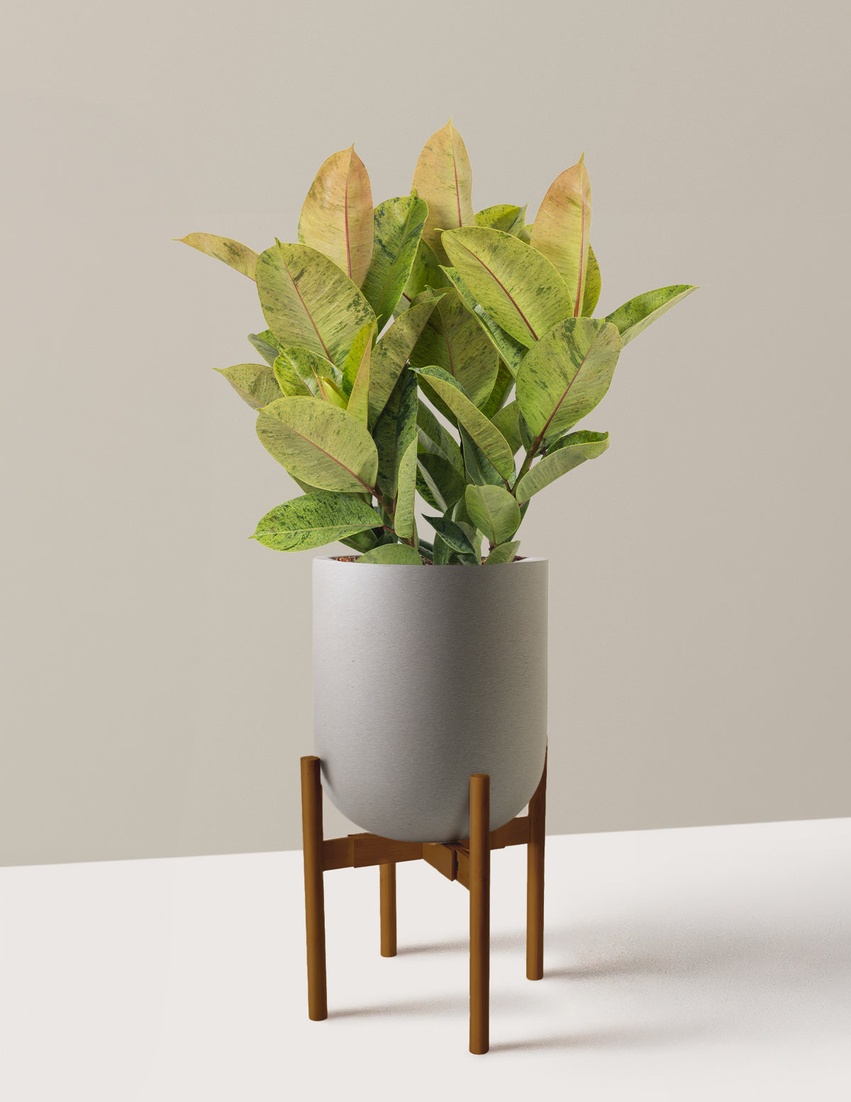 Ficus Shivereana