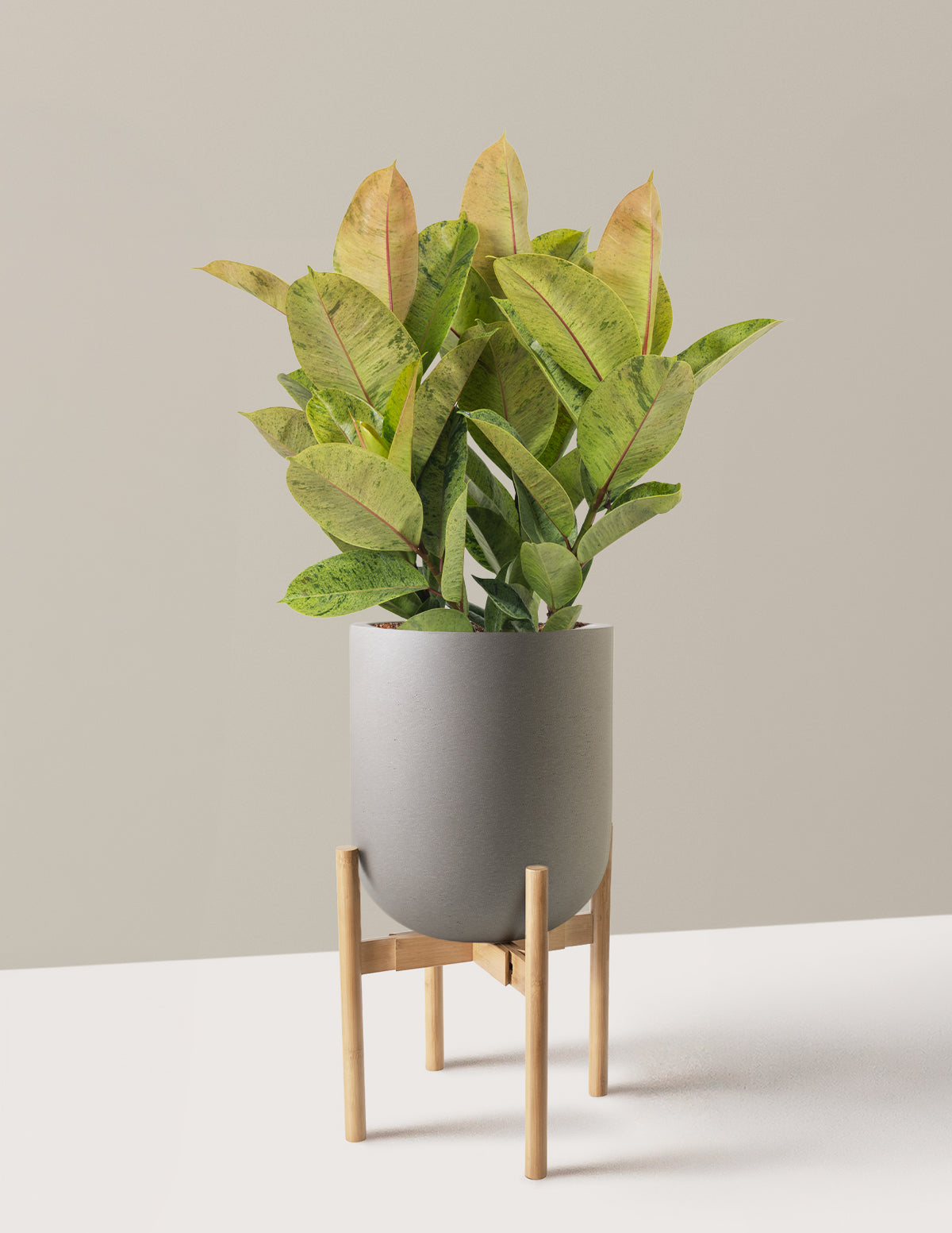 Ficus Shivereana