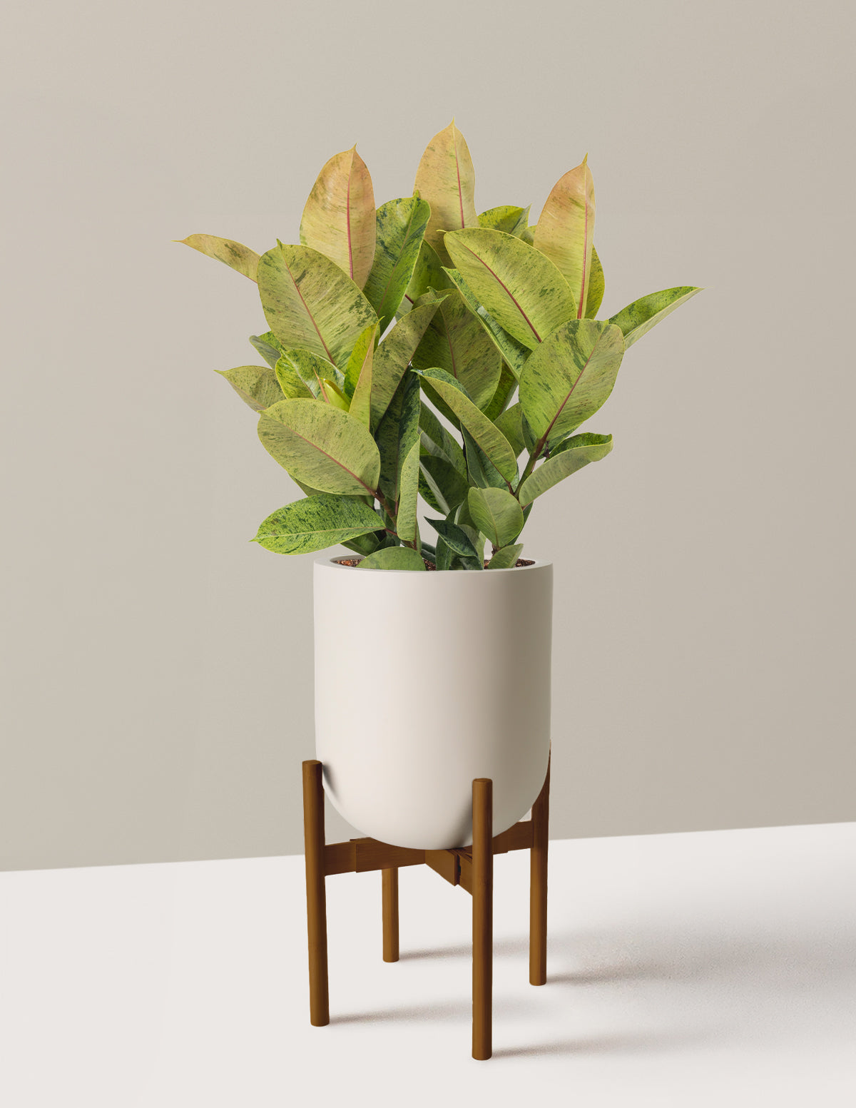 Ficus Shivereana