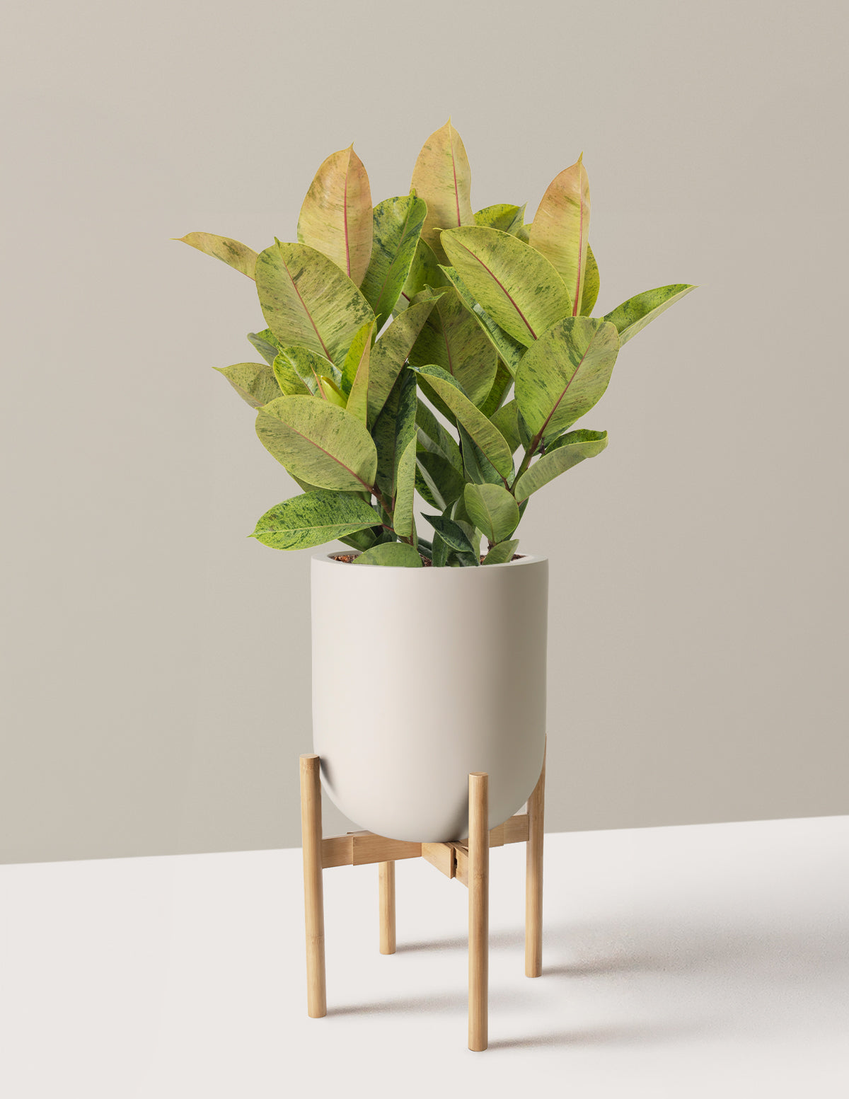 Ficus Shivereana