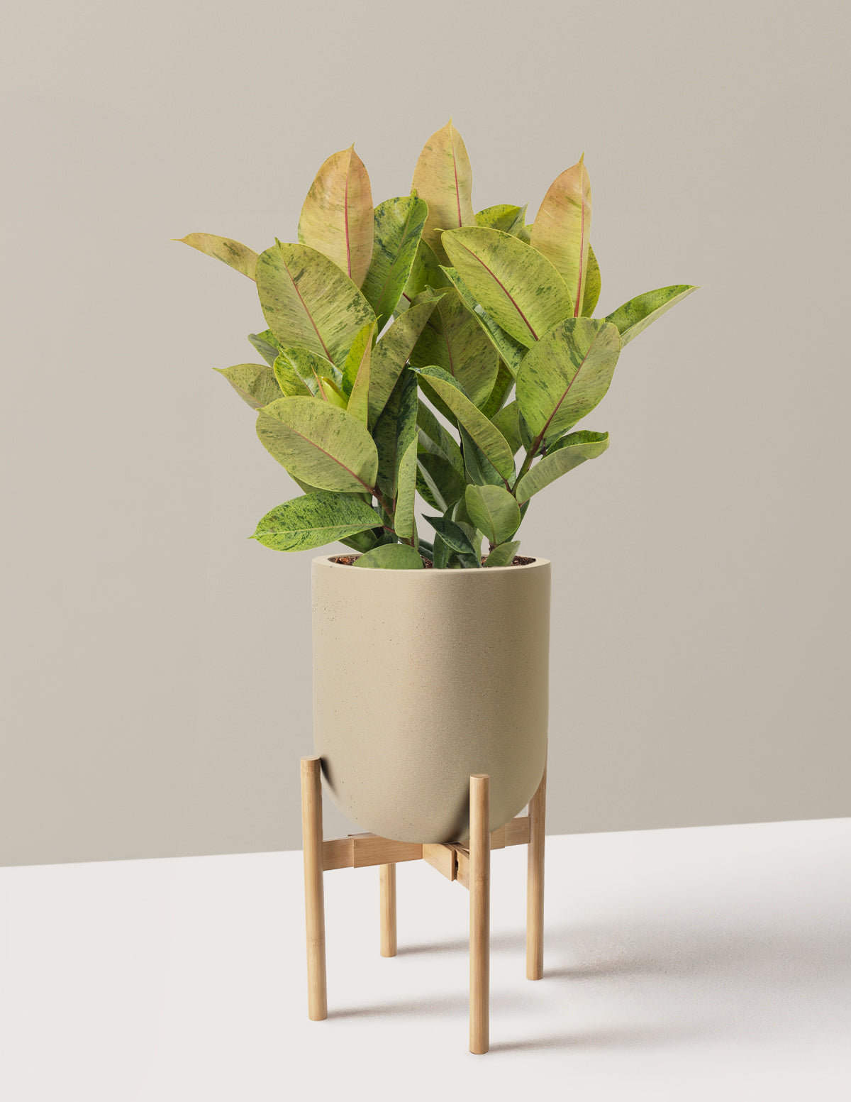 Ficus Shivereana