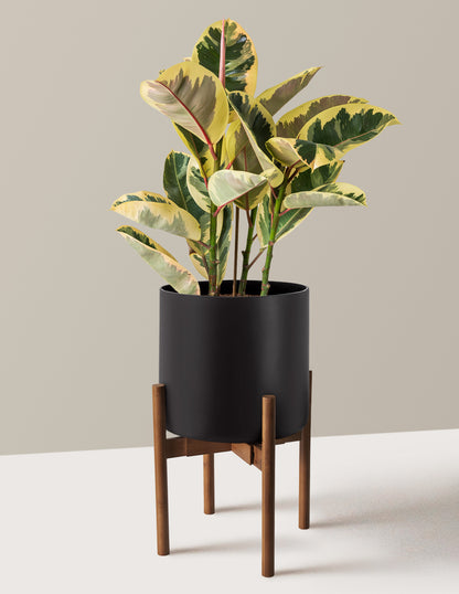 Ficus Tineke