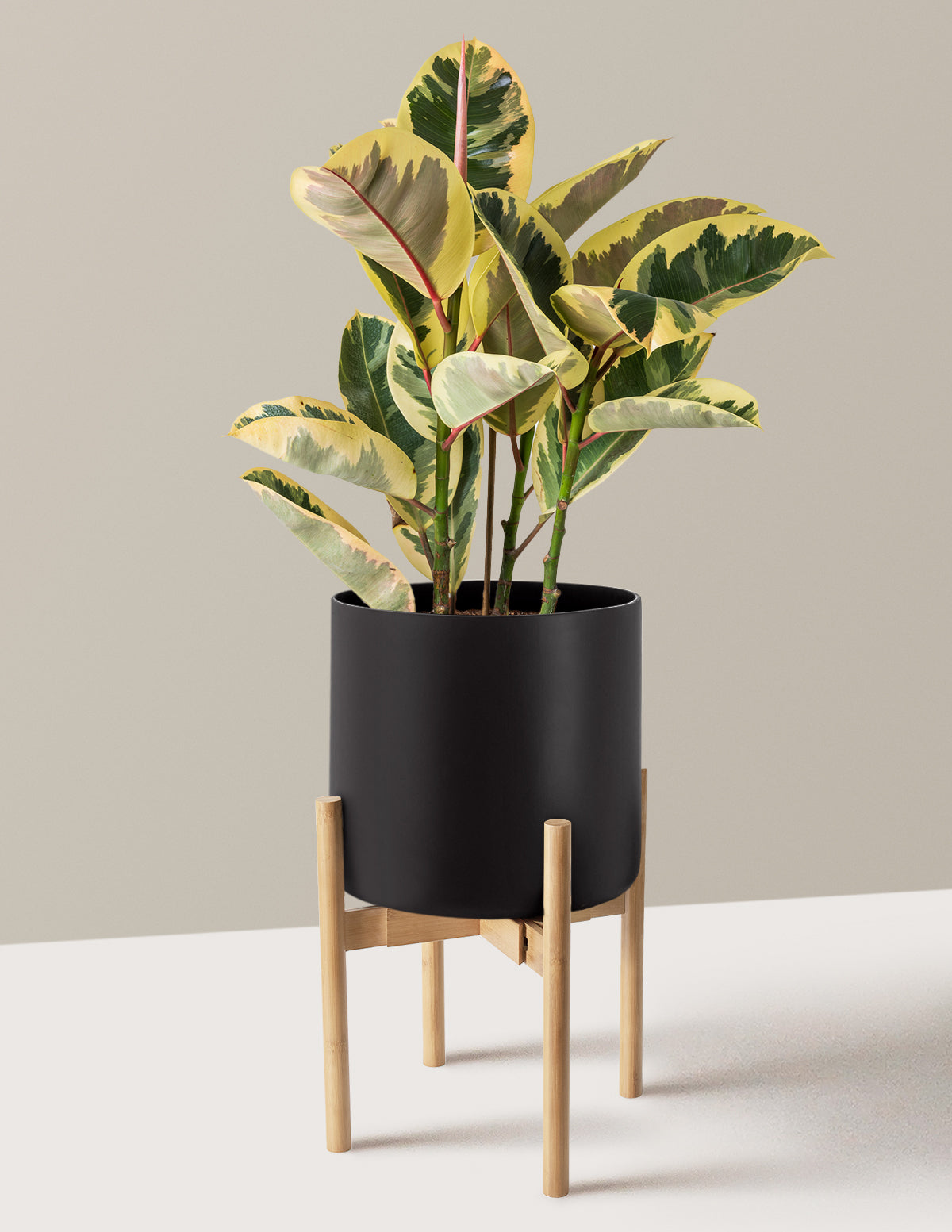 Ficus Tineke