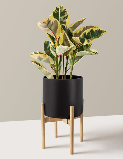 Ficus Tineke