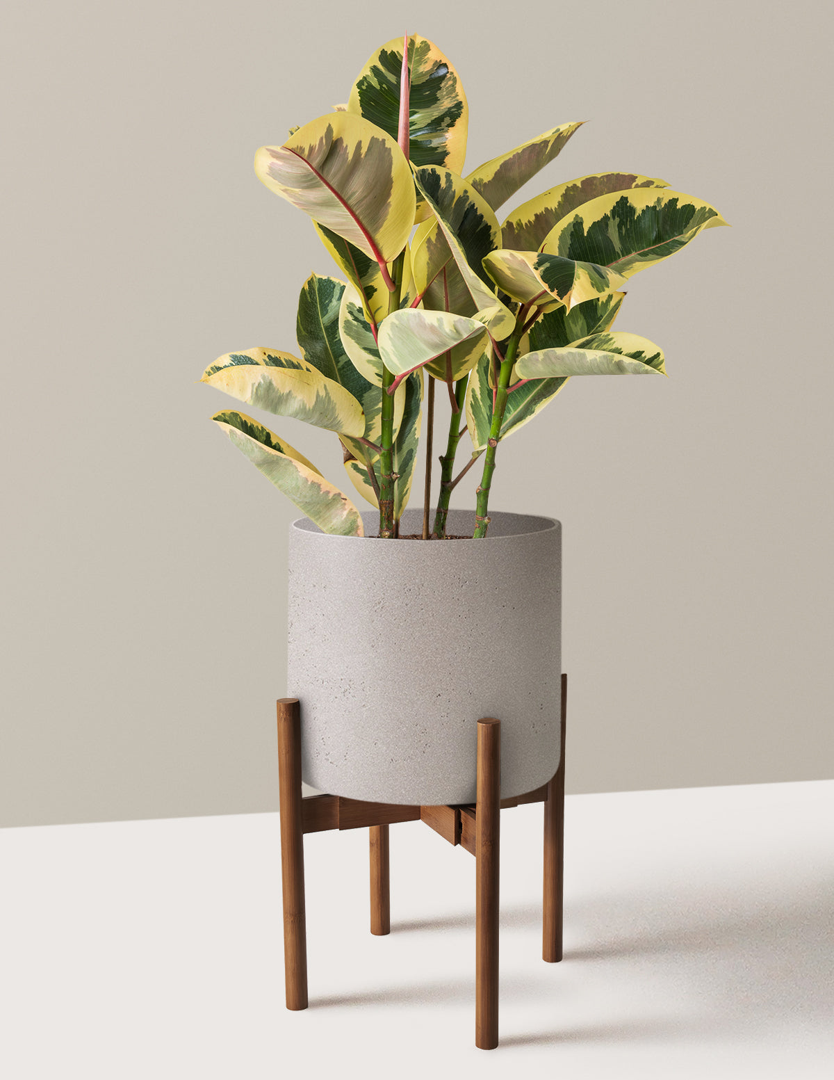 Ficus Tineke