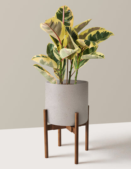 Ficus Tineke