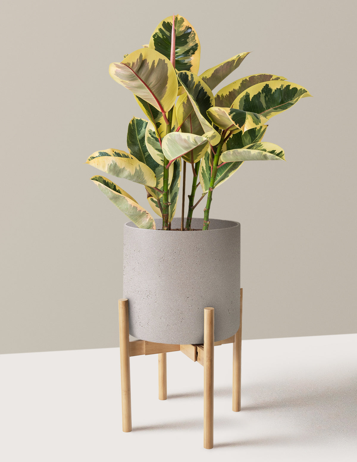 Ficus Tineke