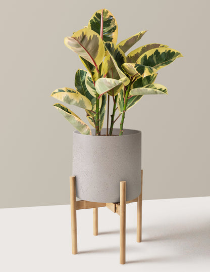 Ficus Tineke