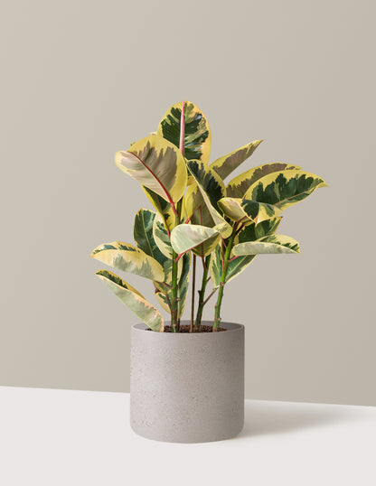 Ficus Tineke