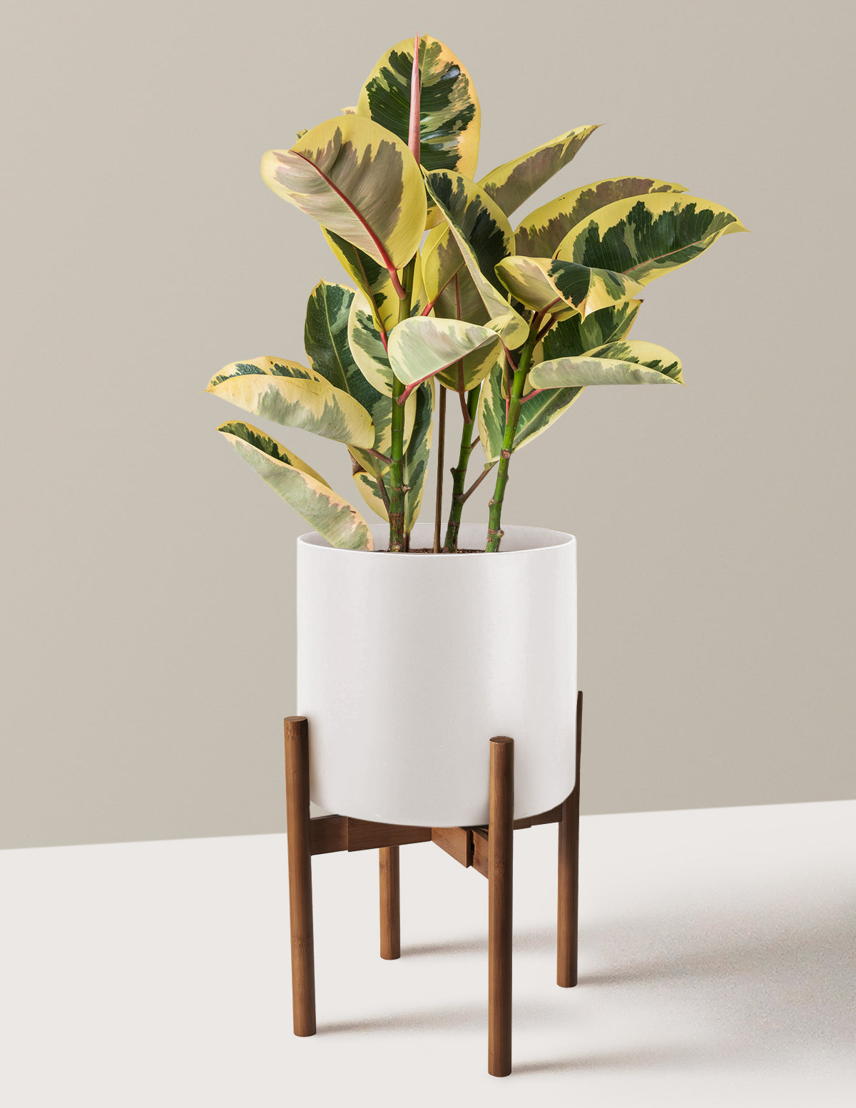Ficus Tineke