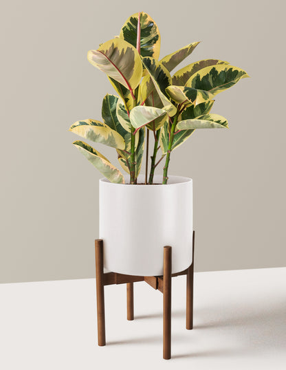Ficus Tineke