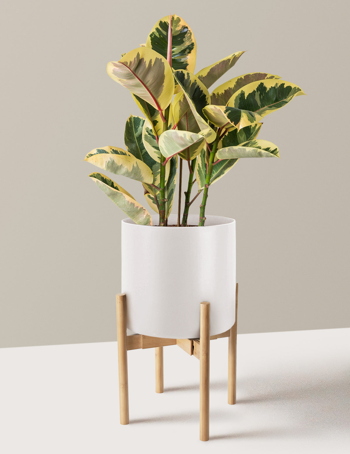Ficus Tineke