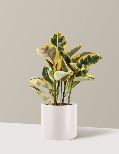 Ficus Tineke