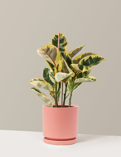 Ficus Tineke