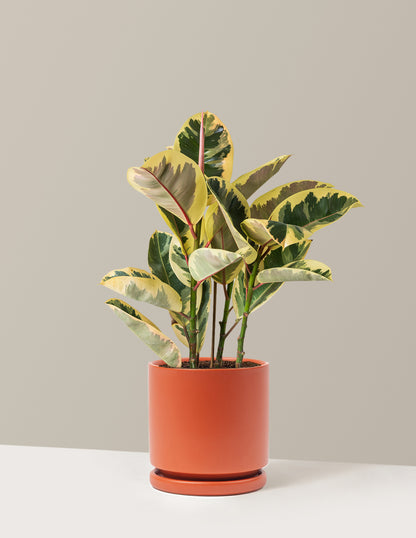 Ficus Tineke