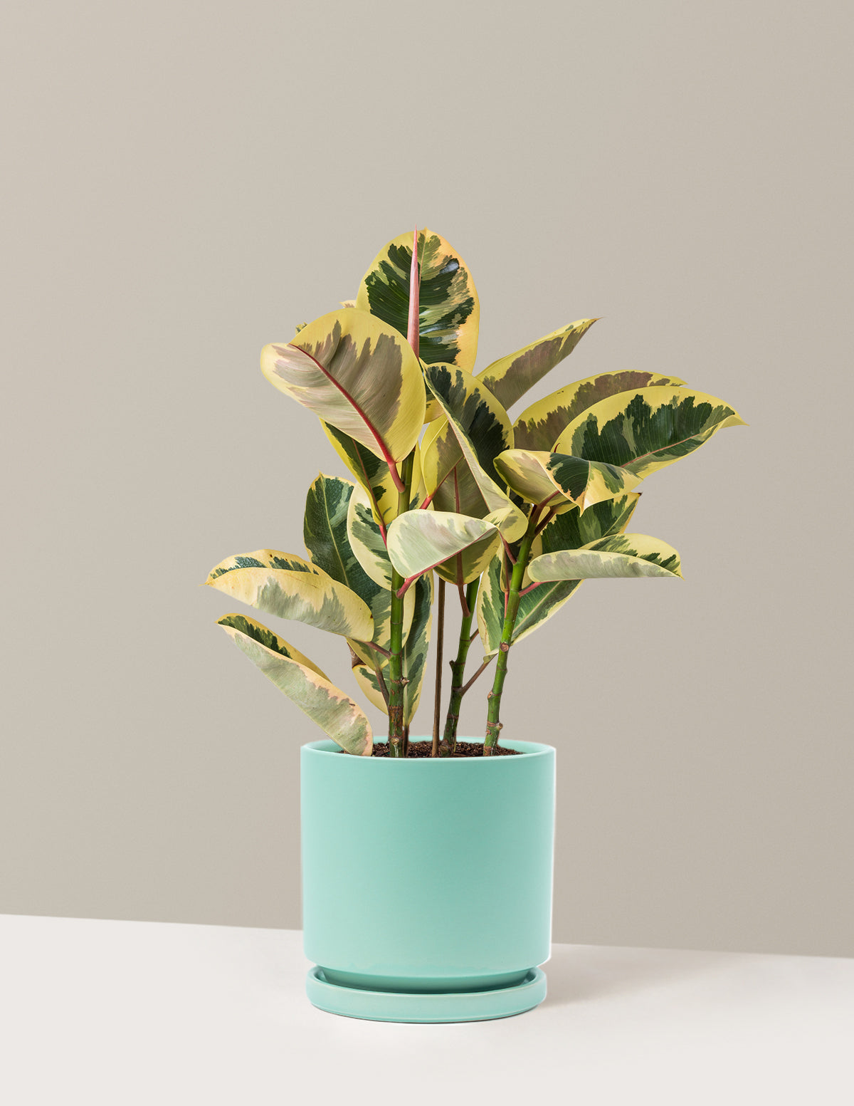 Ficus Tineke