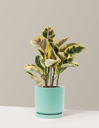 Ficus Tineke
