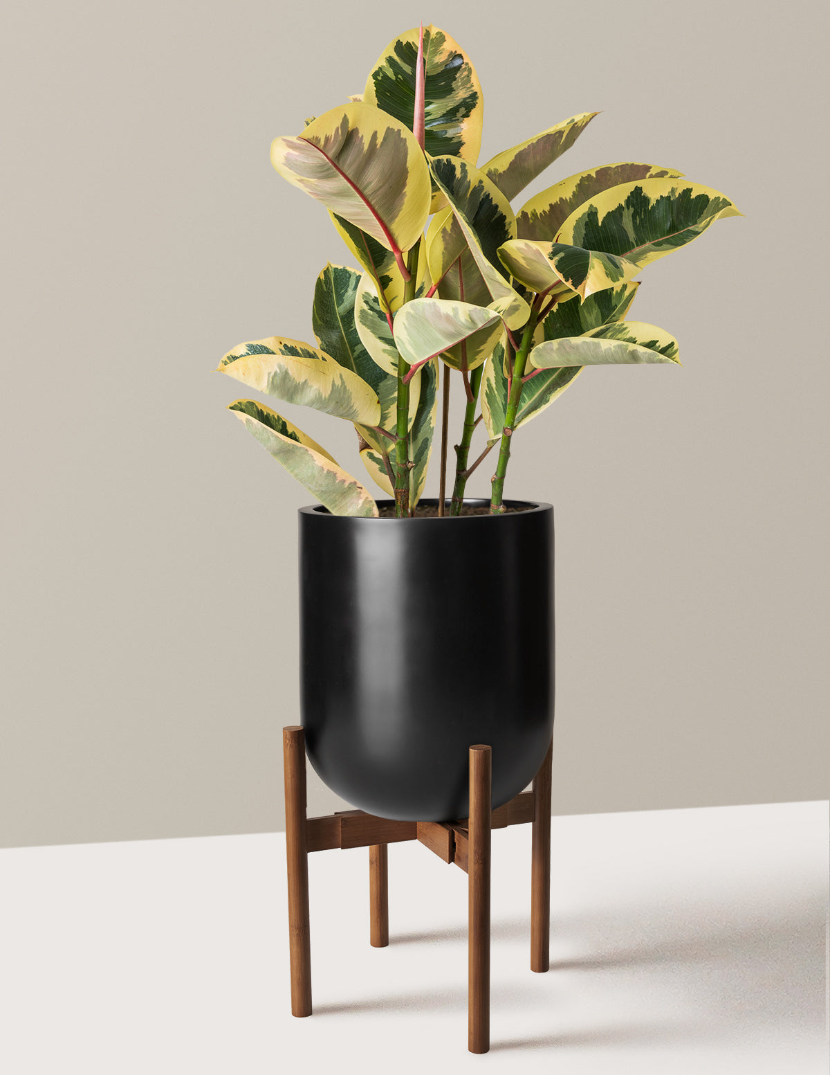 Ficus Tineke