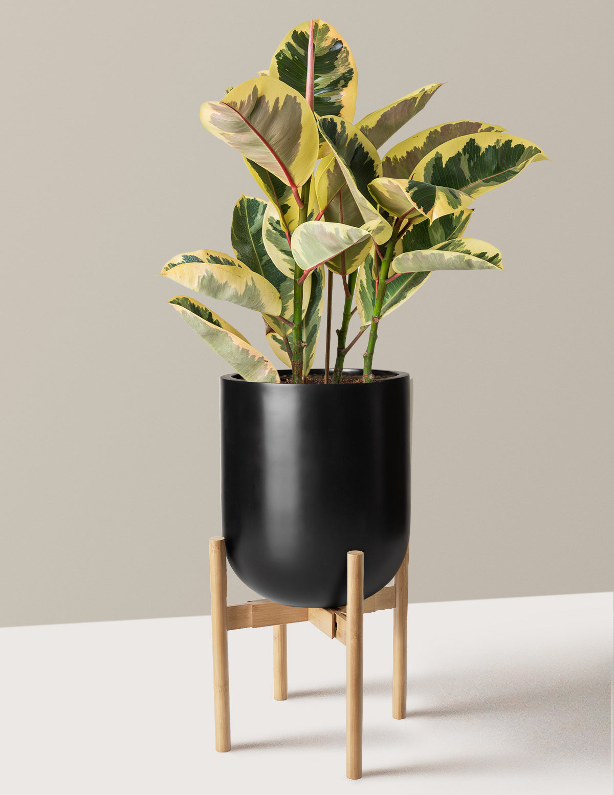 Ficus Tineke