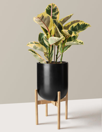 Ficus Tineke
