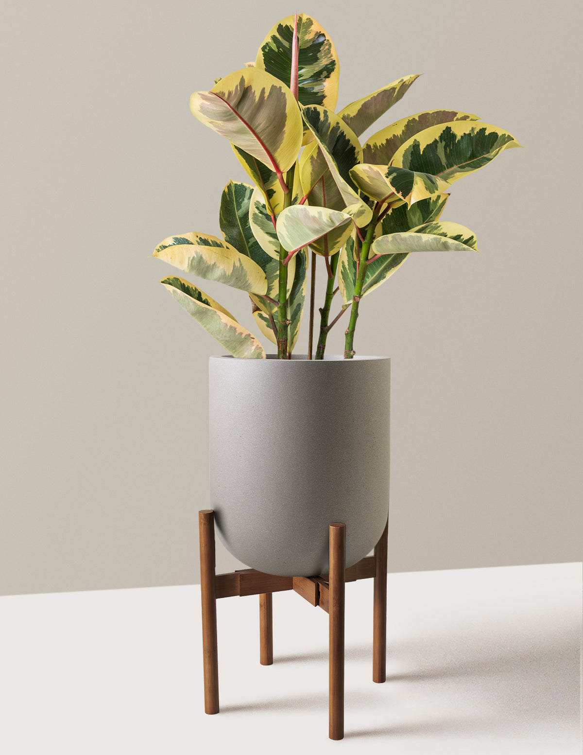 Ficus Tineke