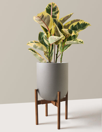 Ficus Tineke