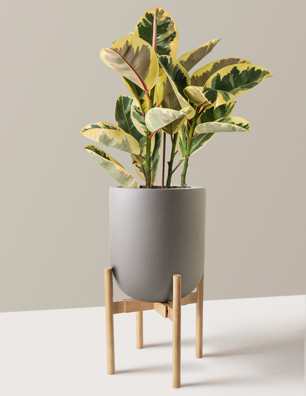 Ficus Tineke