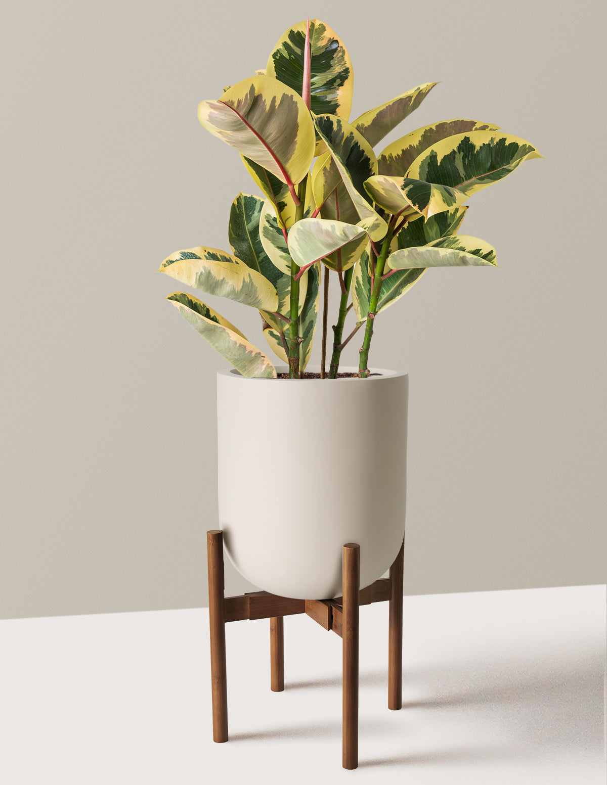 Ficus Tineke