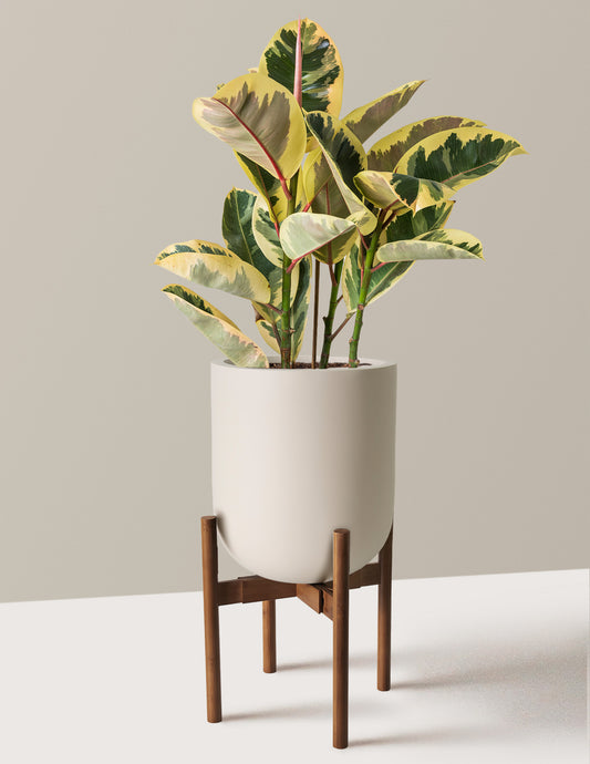 Ficus Tineke