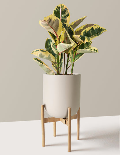 Ficus Tineke