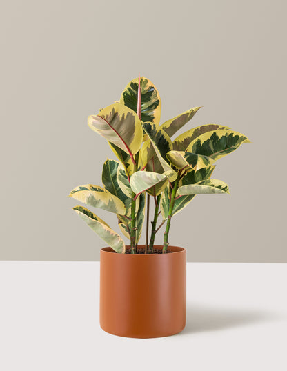 Ficus Tineke