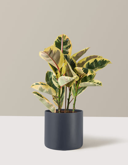 Ficus Tineke