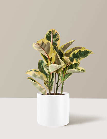Ficus Tineke