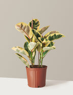 bundle | Large | Grow Pot