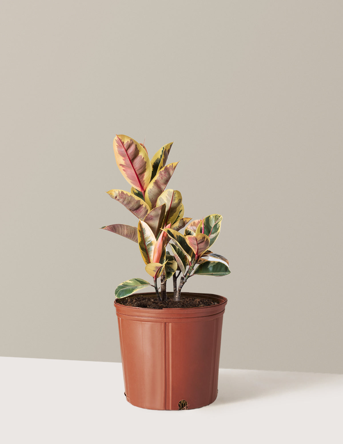 Ficus Tineke