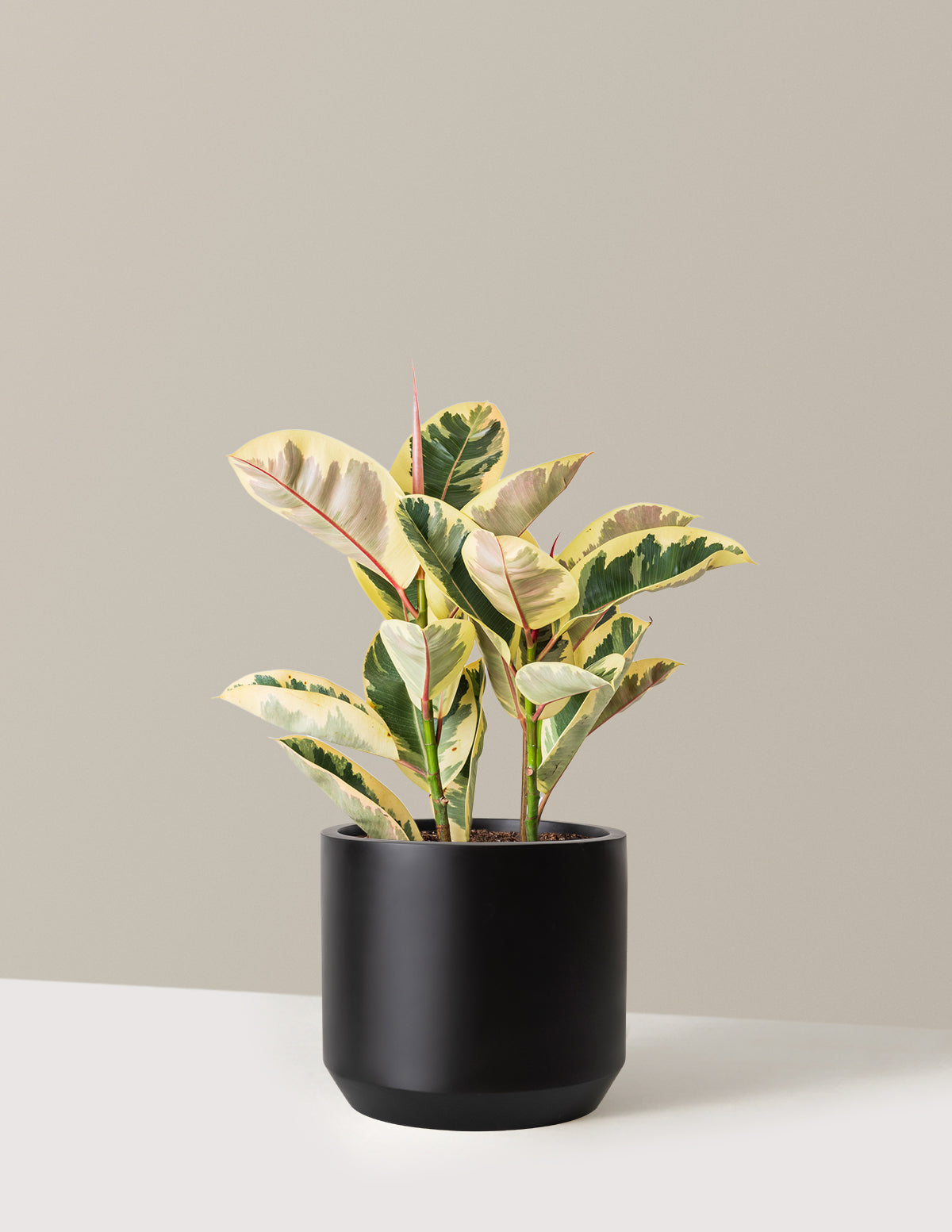 Ficus Tineke