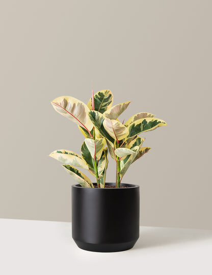 Ficus Tineke