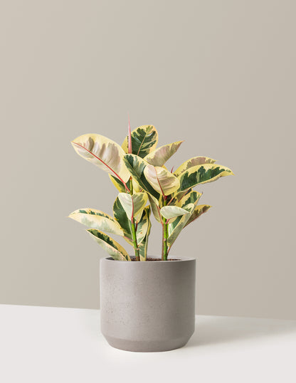 Ficus Tineke