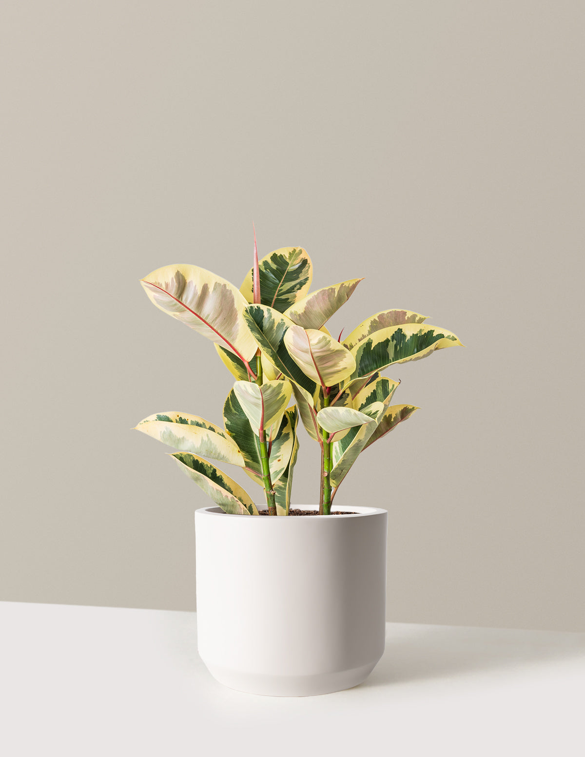 Ficus Tineke