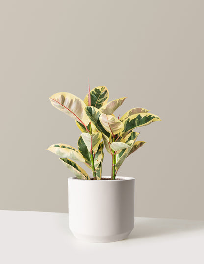 Ficus Tineke