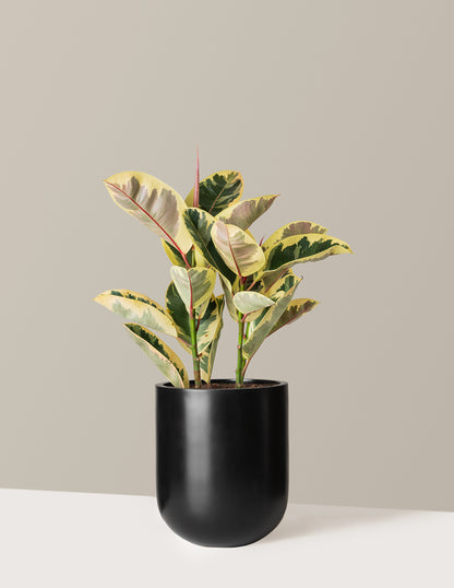 Ficus Tineke